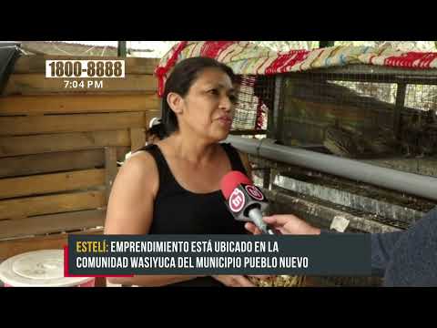 Crianza de codornices se vuelve exitoso negocio en Pueblo Nuevo, Estelí - Nicaragua