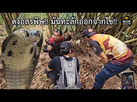 ลุยดิบEP.112ดงอสรพิษ!!มันทะล