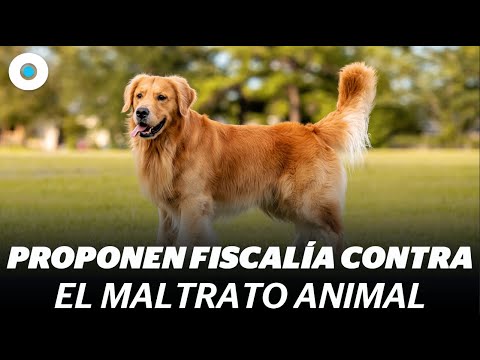 Proponen Fiscalía exclusiva contra maltrato animal #ConexiónIndigo