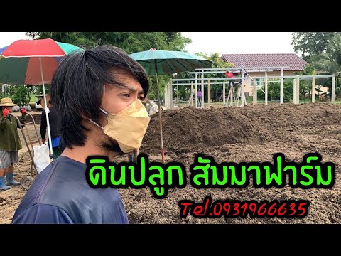 ดินปลูกสัมมาฟาร์ม-@ตั๊ก-วชรกรณ ดินปลูกสัมมาฟาร์ม-@ตั๊ก-วชรกรณ