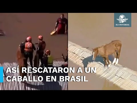 Rescatan a caballo que estaba varado en un techo en Brasil