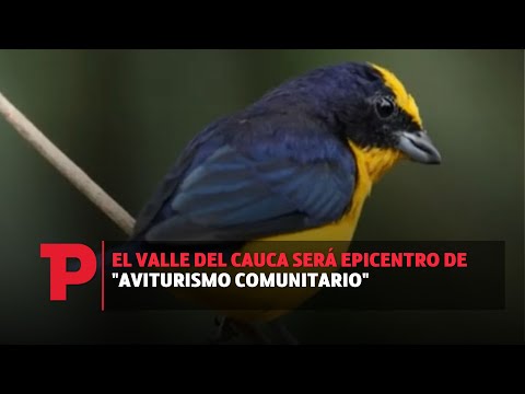 El Valle del Cauca será epicentro de aviturismo comunitario |06.08.23| TPNoticias