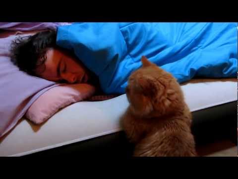 Our Funny Cat: "Why Won't He Wake Up to Play With Me?"