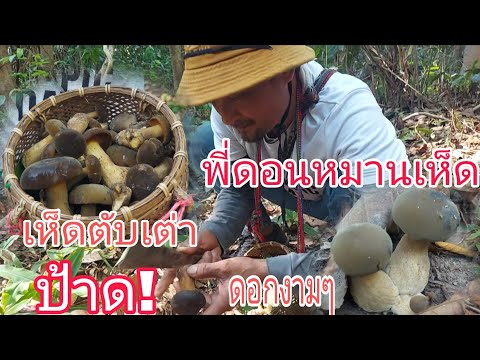 ตามพี่ดอนหาเห็ด!เห็ดผึ้งตับเต่