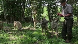 فيديو: عائلة في ارياف بيلاروسيا تعيش بصحبه الذئاب