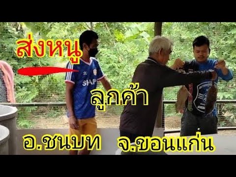 ส่งหนูลูกค้า-ต.ชนบท-อ.ชนบท- ส่งหนูลูกค้า-ต.ชนบท-อ.ชนบท-