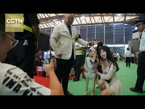 La industria de los animales de compañía cada vez más popular en China