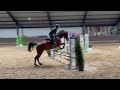 Show jumping horse mooie 5j Merrie