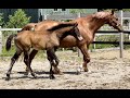 Dressage horse 3 Lieve talentvolle merrieveulens