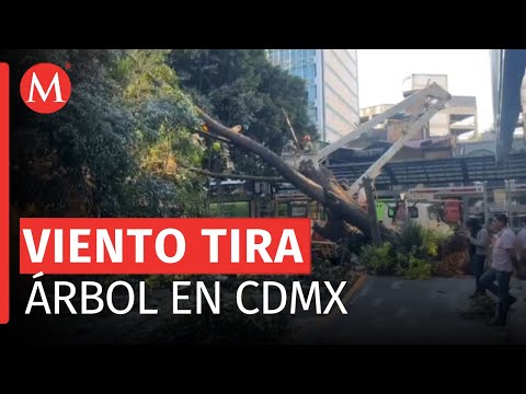 Reportan caída de árbol de 15 metros frente a la estación de Metrobús Nápoles en CdMx