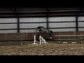 Show jumping horse The full package: ongecompliceerde hengst met veel vermogen & the looks