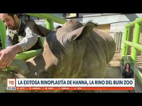 La exitosa rinoplastía de Hanna, la rinoceronte del Buin Zoo