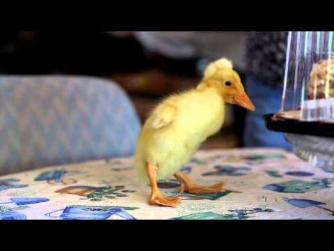 Rooster + Duck = Ducken