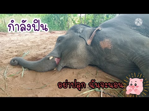พี่ไก่จ๋า-อย่าพึ่งปลุก-กำลังฝั พี่ไก่จ๋า-อย่าพึ่งปลุก-กำลังฝั