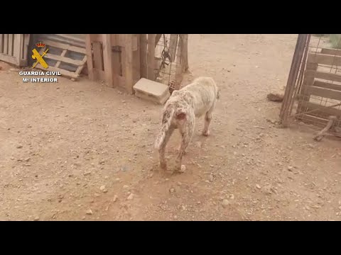 Investigada una persona por maltratar a 16 perros en la Merindad de Tudela