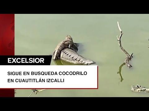 Sigue búsqueda de cocodrilo en Cuautitlán Izcalli; trampa no funcionó