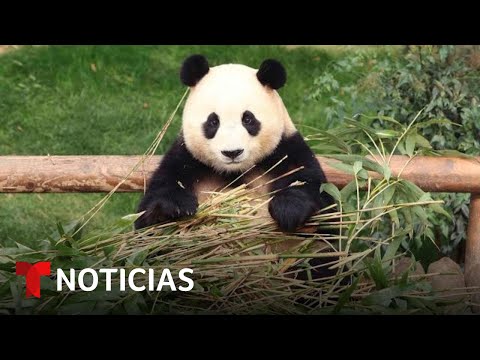 EN VIVO: La primera panda gigante nacida en Corea del Sur parte a China