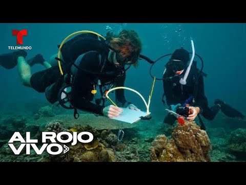 Buzos crean un Arca de Noé de coral para preservar arrecifes en Países Bajos