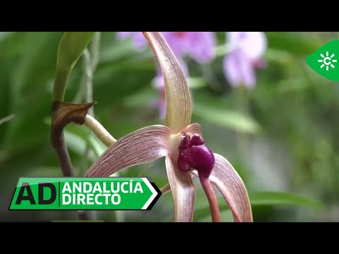 Andalucía Directo | Cuando el aroma de las orquídeas nos llega a través de TikTok