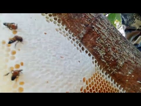 ผึ้งหลวงรังใหญ่ก่อนบินไปประเท