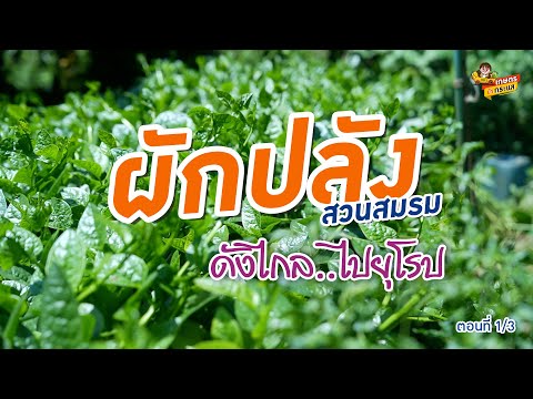 ผักปลังดังไกลไปยุโรปตอนที่13