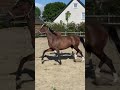 Show jumping horse Merrieveulen Tangelo van de Zuuthoeve x Berlin x Quattro