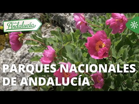 Destino Andalucía | Parques Nacionales de Andalucía