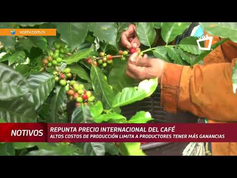 Repunte en el precio internacional del café es muy poco aprovechado por productores