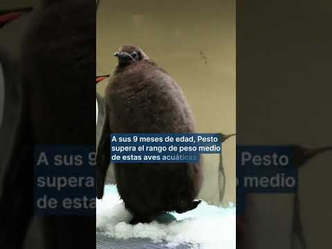 Pesto, el polluelo de pingüino viral en redes sociales