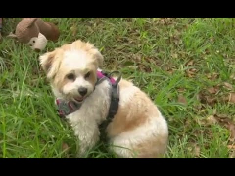 Mascota perdida por una veterinaria es hallada tras denuncia en ATV Noticias Matinal