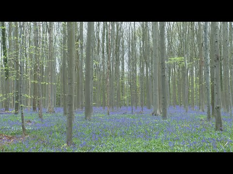 Spectacular carpet of bluebells covers forest floor in central Belgium