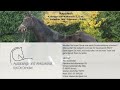 Dressuurpaard Handsome, talented & unique gelding for sale