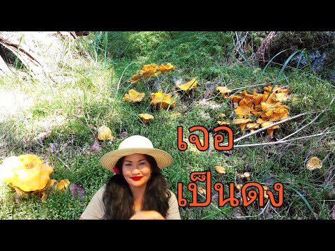 เก็บเห็ดมันปู🍄กลุ่มเดียวเกือบเ เก็บเห็ดมันปู🍄กลุ่มเดียวเกือบเ