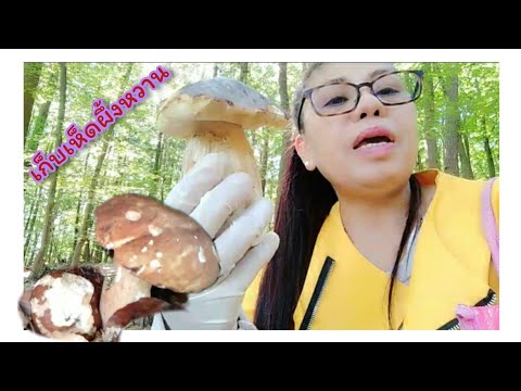 เก็บเห็ดผึ้งหวาน-ป่าเยอรมัน-ไป เก็บเห็ดผึ้งหวาน-ป่าเยอรมัน-ไป