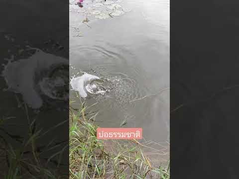 ปลาโคตรเยอะ!!-เลี้ยงบ่อธรรมชาต ปลาโคตรเยอะ!!-เลี้ยงบ่อธรรมชาต