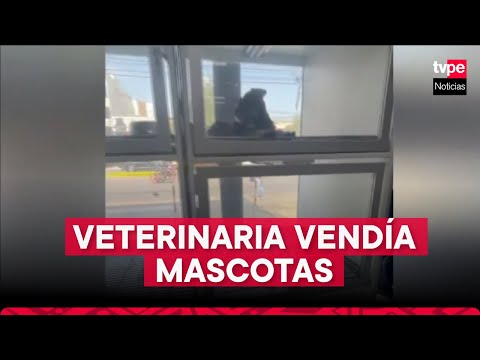 Surco: clausuran y multan veterinaria que vendía comercializaba mascotas