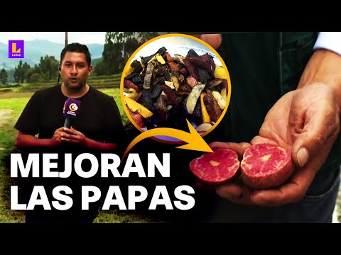 La papa y sus variedades mejoradas en Perú: Conoce aquí todos sus beneficios