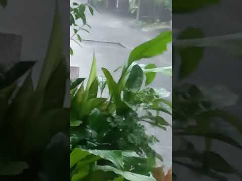 พายุฝนฝนตก