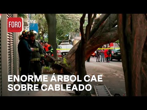 CDMX: Caída de árbol en la Colonia Nápoles - Las Noticias