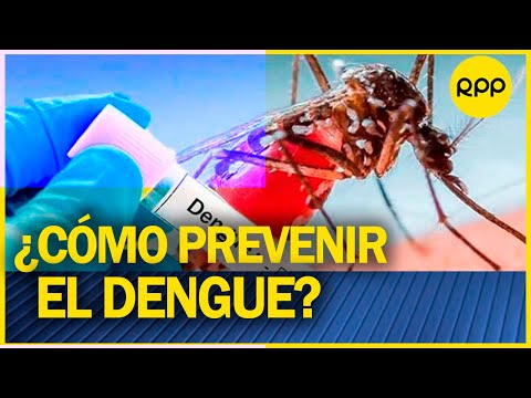 CASOS DE DENGUE aumentan en Lima y regiones ¿cómo se presenta esta enfermedad y cómo prevenirla?