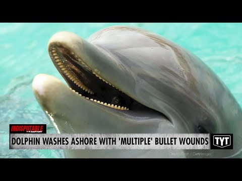 Young Dolphin Washes Ashore With 'Multiple' Bullet Wounds