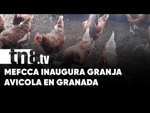 Granada avanza en la crianza de aves de corral - Nicaragua