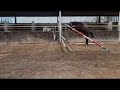 Springpaard Jaarling hengst uit goede stam te koop