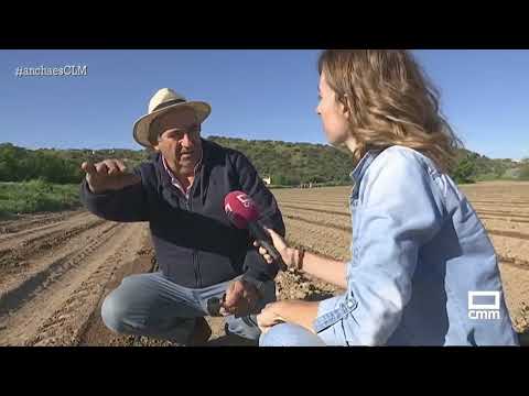 Siembran los tomates que recogerán en agosto para conserva | Ancha es Castilla-La Mancha