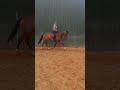 Dressage horse brave 5 jarige merrie