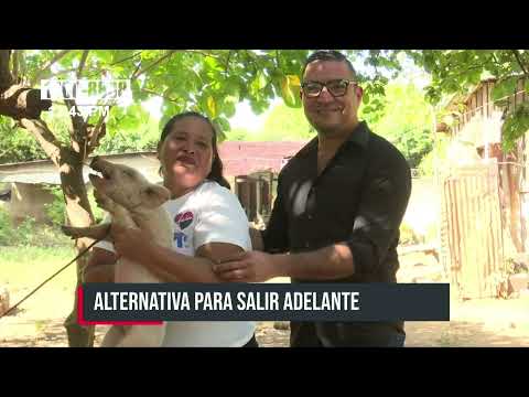 Alternativa para salir adelante: Familias de Managua crían tilapias en sus patios - Nicaragua