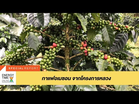กาแฟอเมซอน-จากโครงการหลวง-31-0 กาแฟอเมซอน-จากโครงการหลวง-31-0