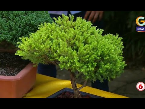 Los cuidados que necesitan los bonsai