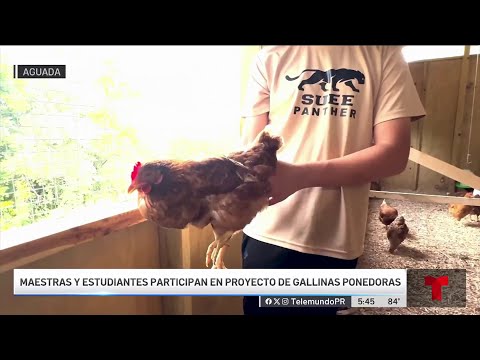 Estudiantes y maestros crían gallinas ponedoras en escuela de Aguada
