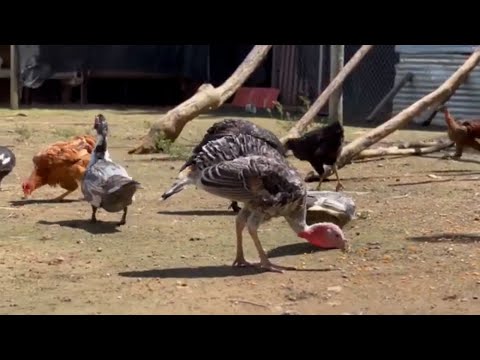 Reportan primer caso de gripe aviar en Panamá
